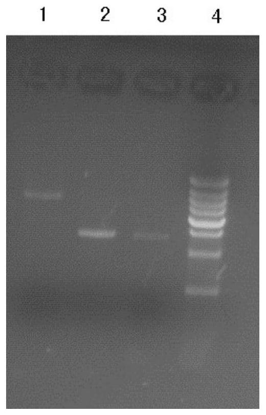 A kind of foot-and-mouth disease virus-like particle vaccine and preparation method thereof