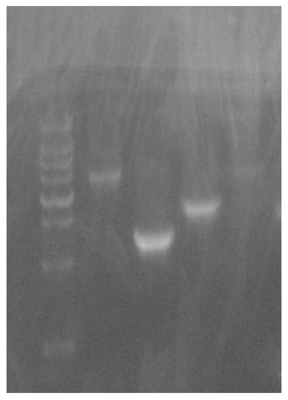 A kind of foot-and-mouth disease virus-like particle vaccine and preparation method thereof