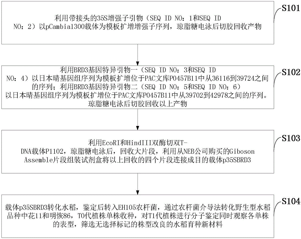 Method for obtaining plant-type-improved new rice breeding materials without selectable markers