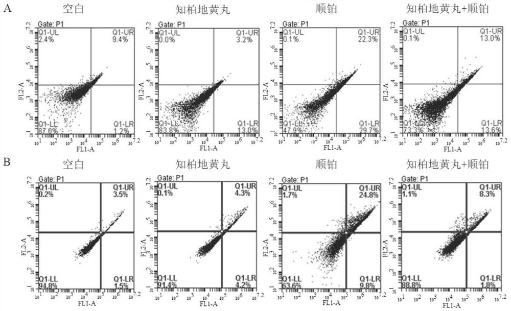 Application of Zhibai Dihuang pill as or in preparation of medicine for preventing and treating cisplatin acute kidney injury