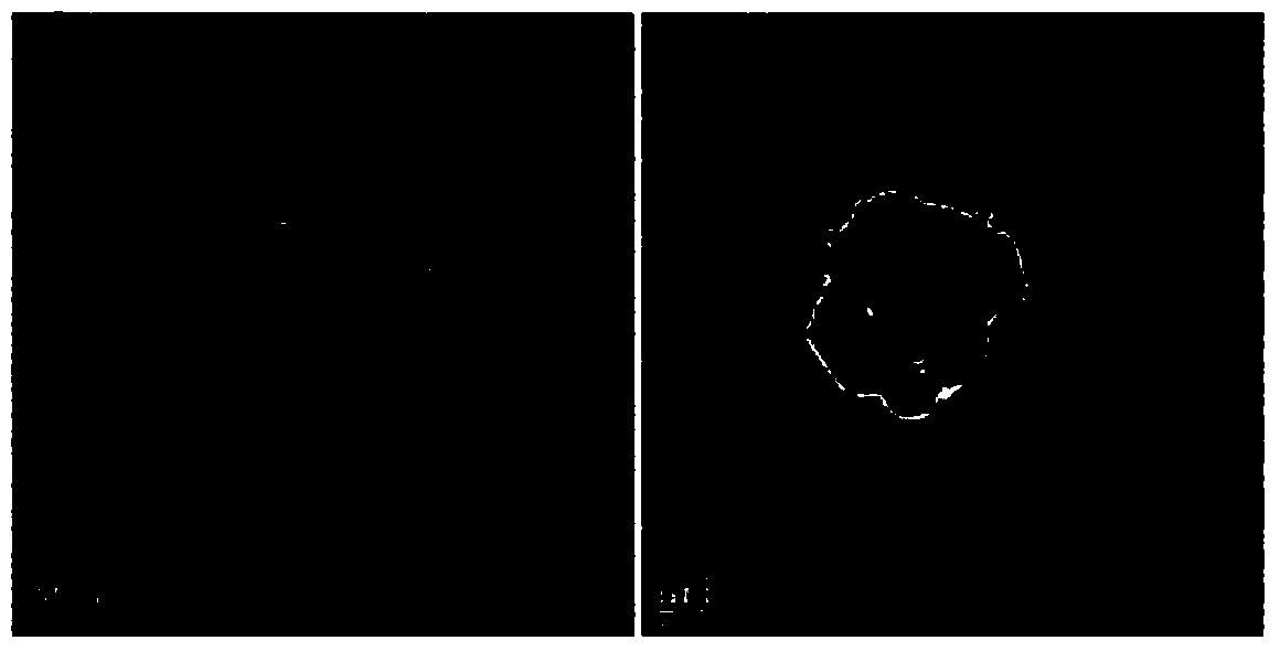 Method for preparing stable nano-silver