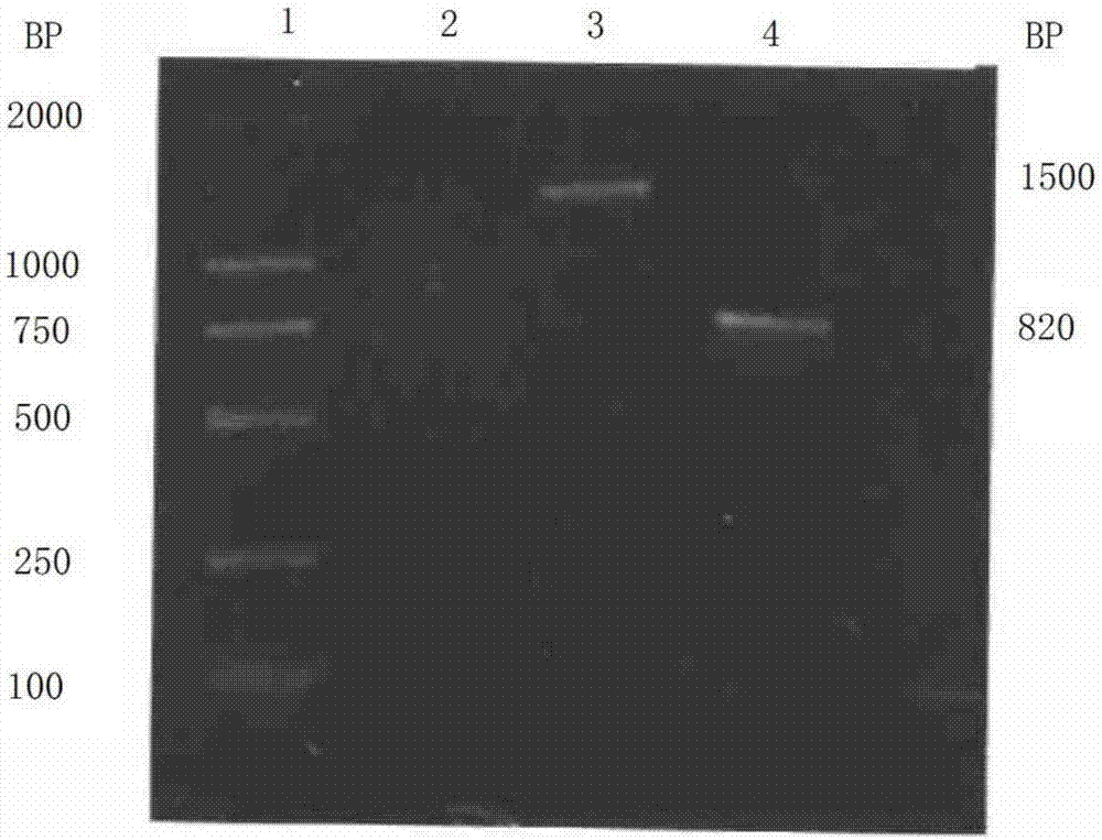 Seasonal influenza-RSV combined vaccine and preparation method and application thereof