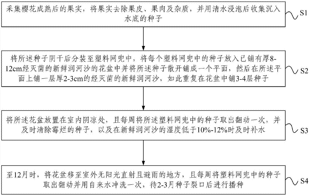 Oriental cherry sowing and seedling raising method