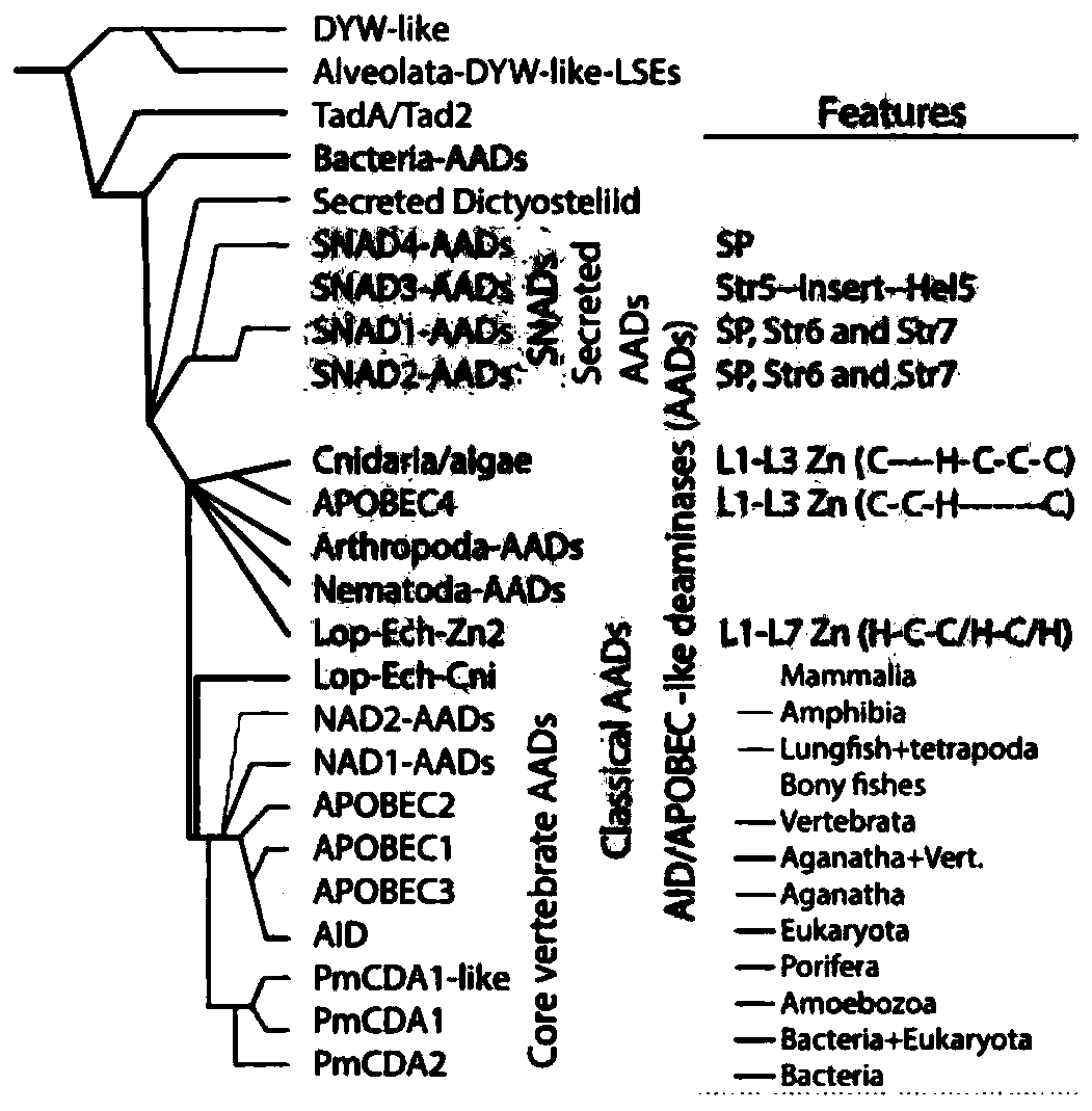 Preparation and application of induced mutant protein based on activated induced cytidine deaminase