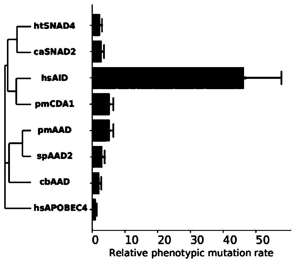 Preparation and application of induced mutant protein based on activated induced cytidine deaminase