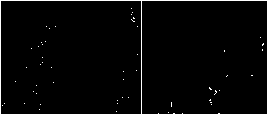 Hydrophobic and ultraviolet radiation aging-resistant wood-based composite material and preparation method thereof