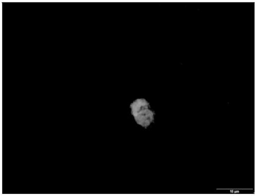 Alliin antibody prepared through immunization of guinea pigs