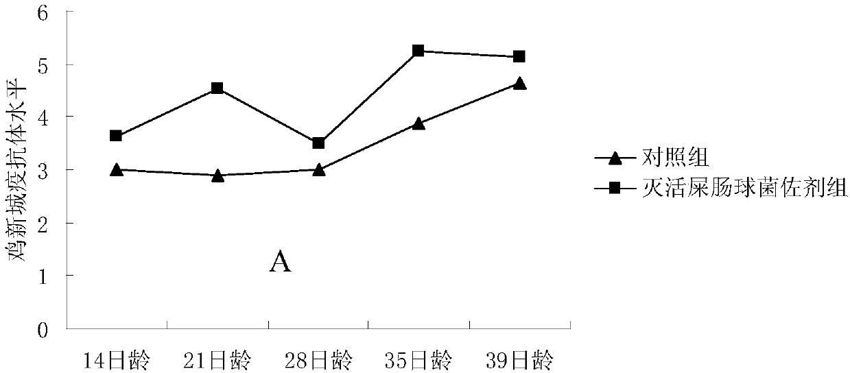 Inactivated lactic acid bacteria vaccine adjuvant