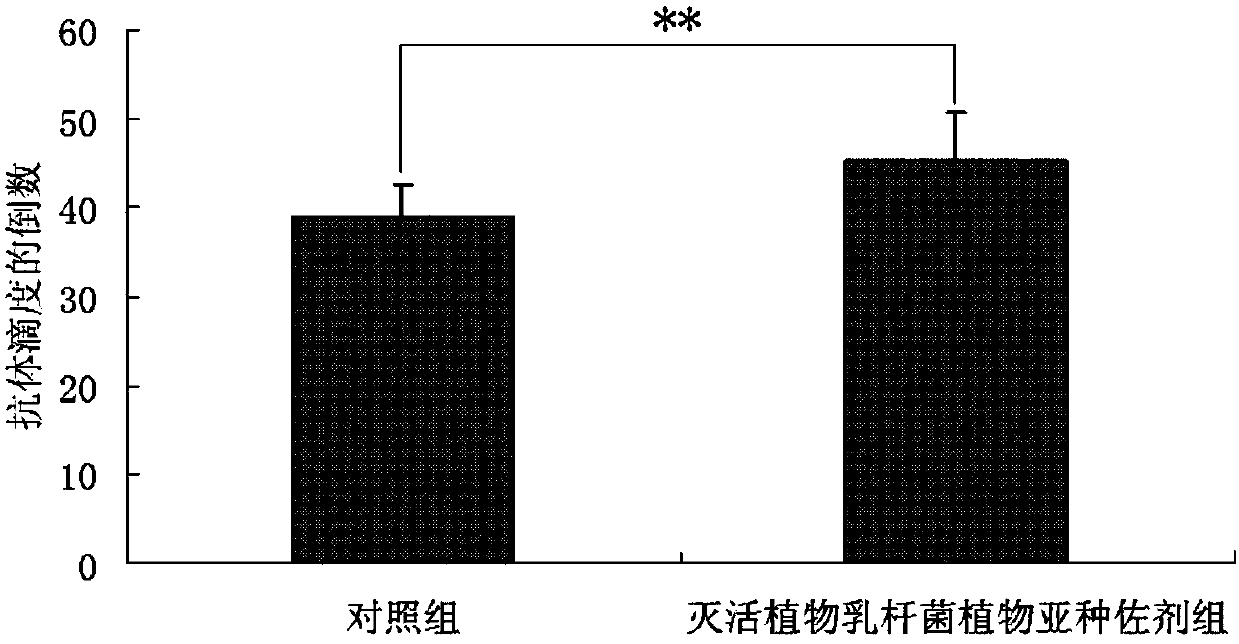 Inactivated lactic acid bacteria vaccine adjuvant