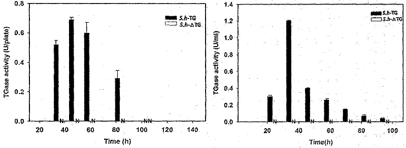 Transglutam kinase coding gene interrupted streptomyces hygroscopicus and application thereof