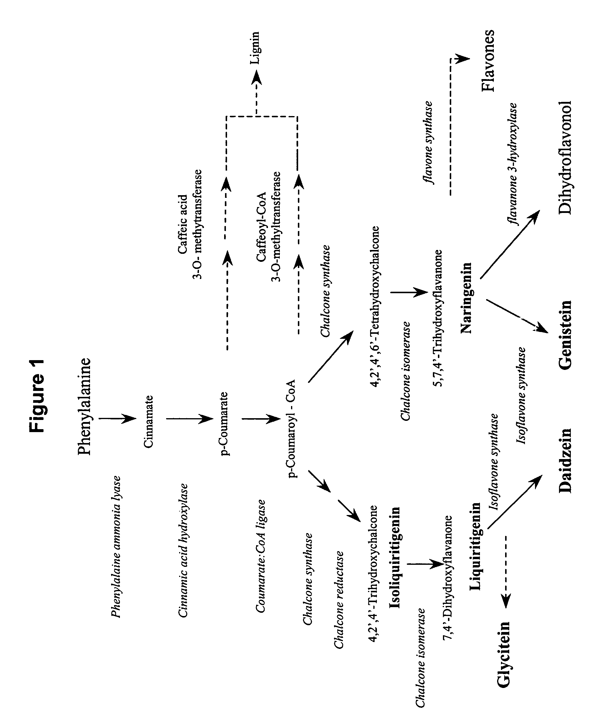 Method of decreasing liquiritigenin-derived isoflavones relative to total isoflavones in plants and plants producing reduced ratio of liquiritigenin-derived isoflavones relative to total isoflavones