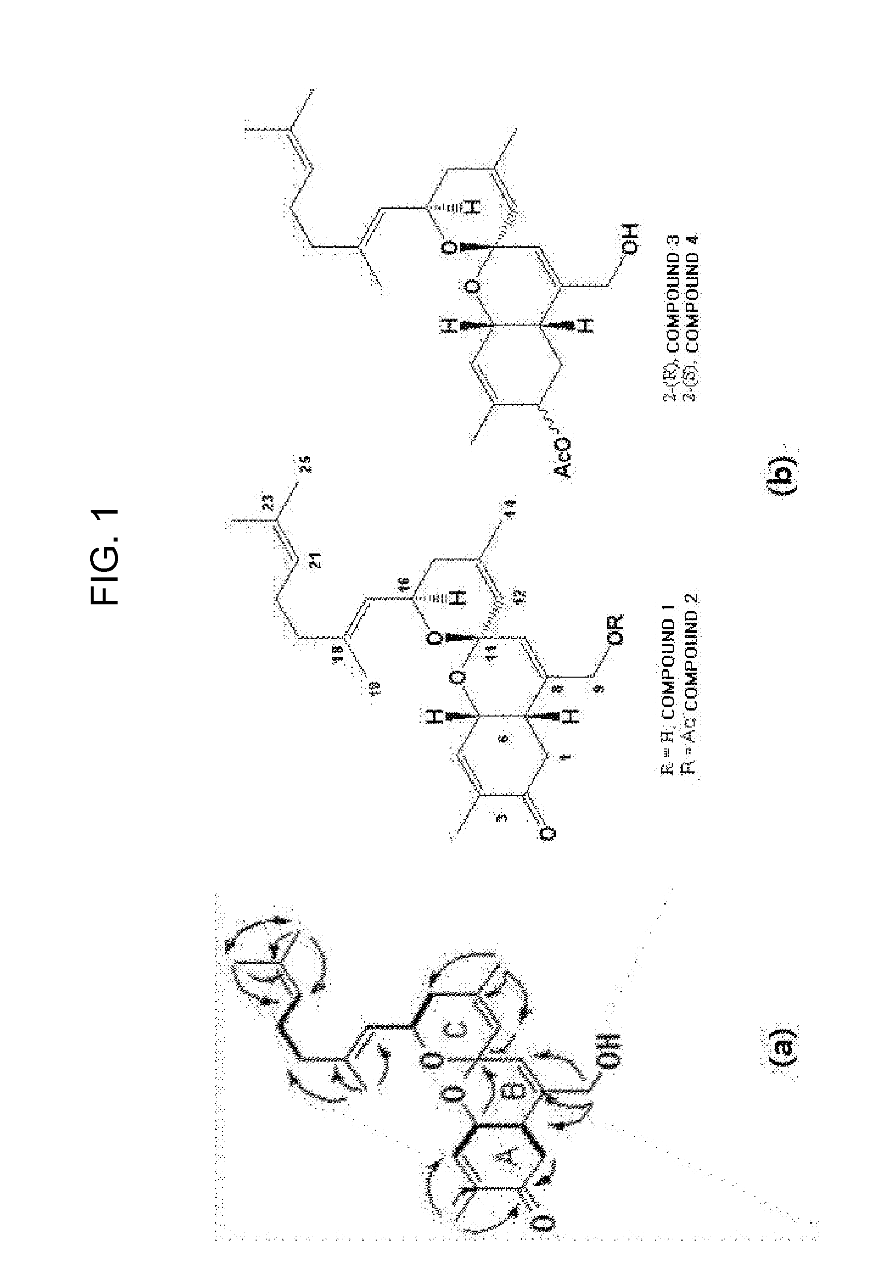 Novel compound with spiro chiral carbon backbone, preparation method thereof, and pharmaceutical composition containing the same