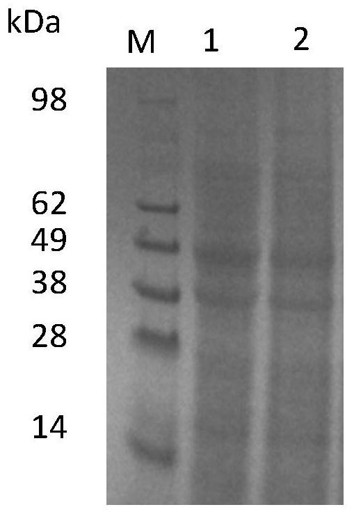 Glutamine transaminase variant with improved catalytic activity and thermal stability