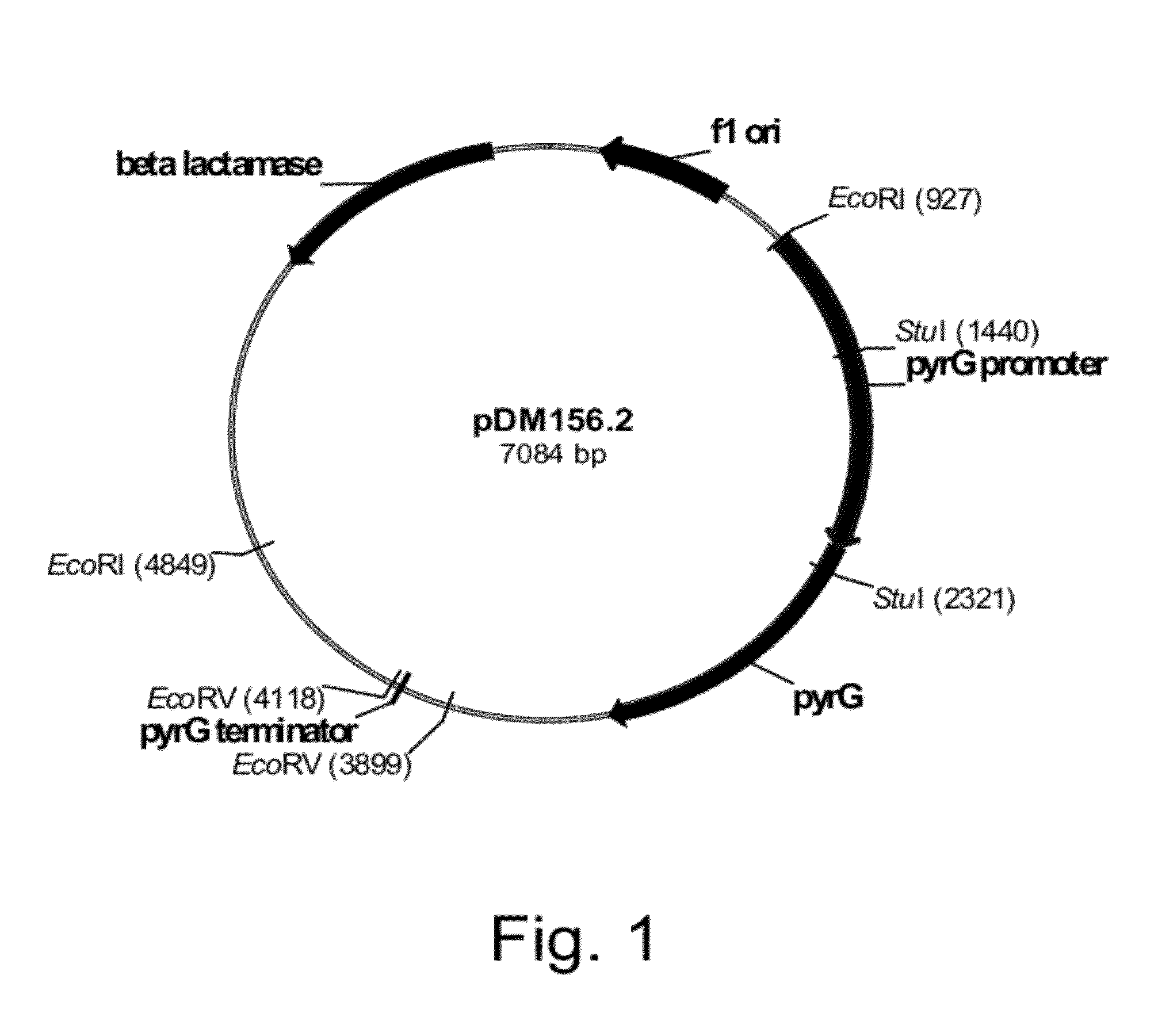 Methods for Producing Polypeptidies in Protease-Deficient Mutants of Trichoderma