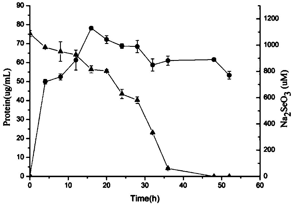 Bacillus ES2-45 capable of reducing selenite to produce nano-selenium and application thereof