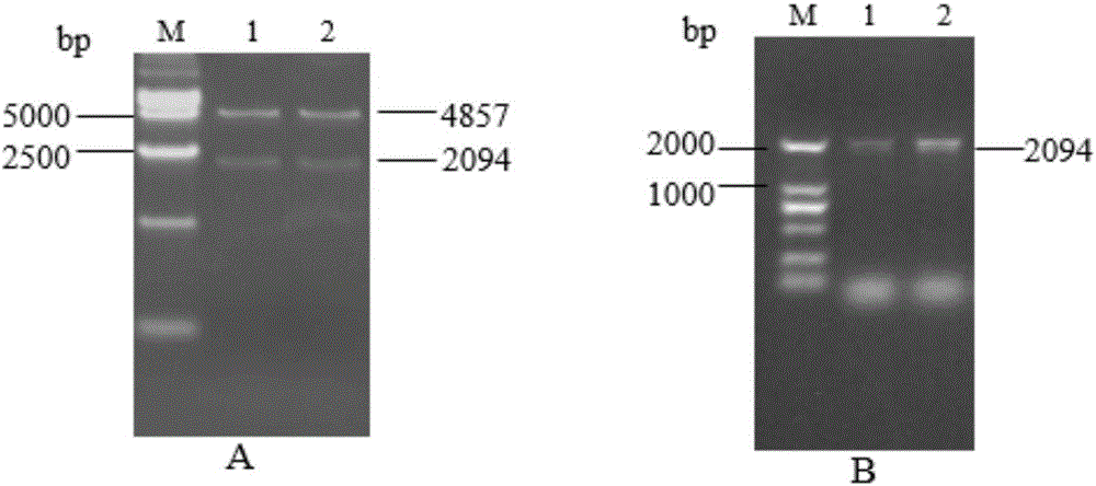 Fusion protein sHA1-Fc and application