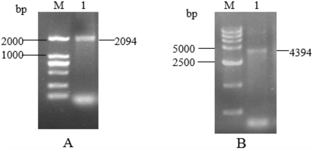 Fusion protein sHA1-Fc and application