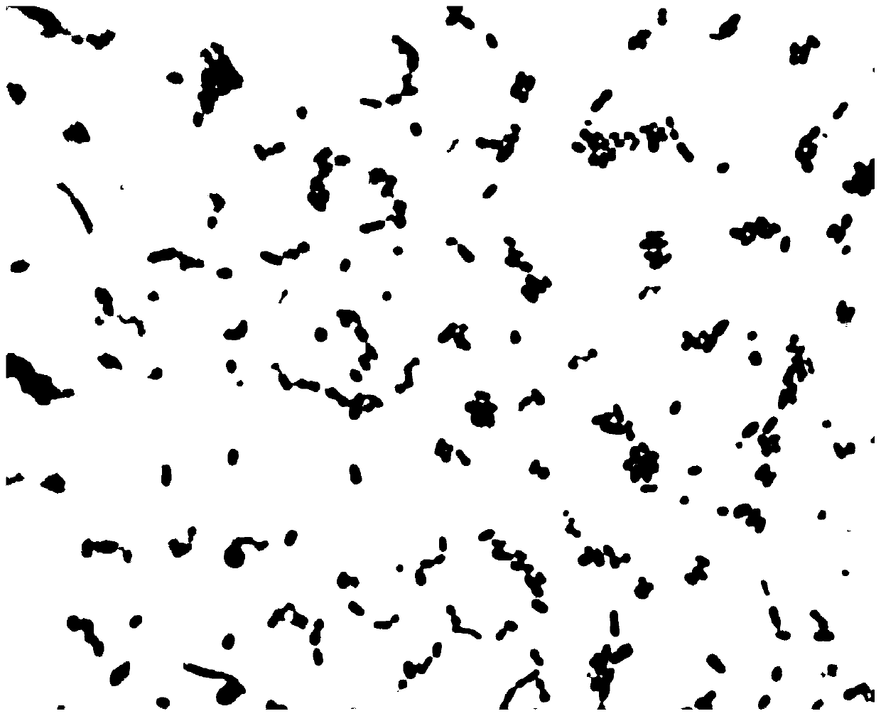 Composite lactobacillus inoculant and application thereof in buffalo silage