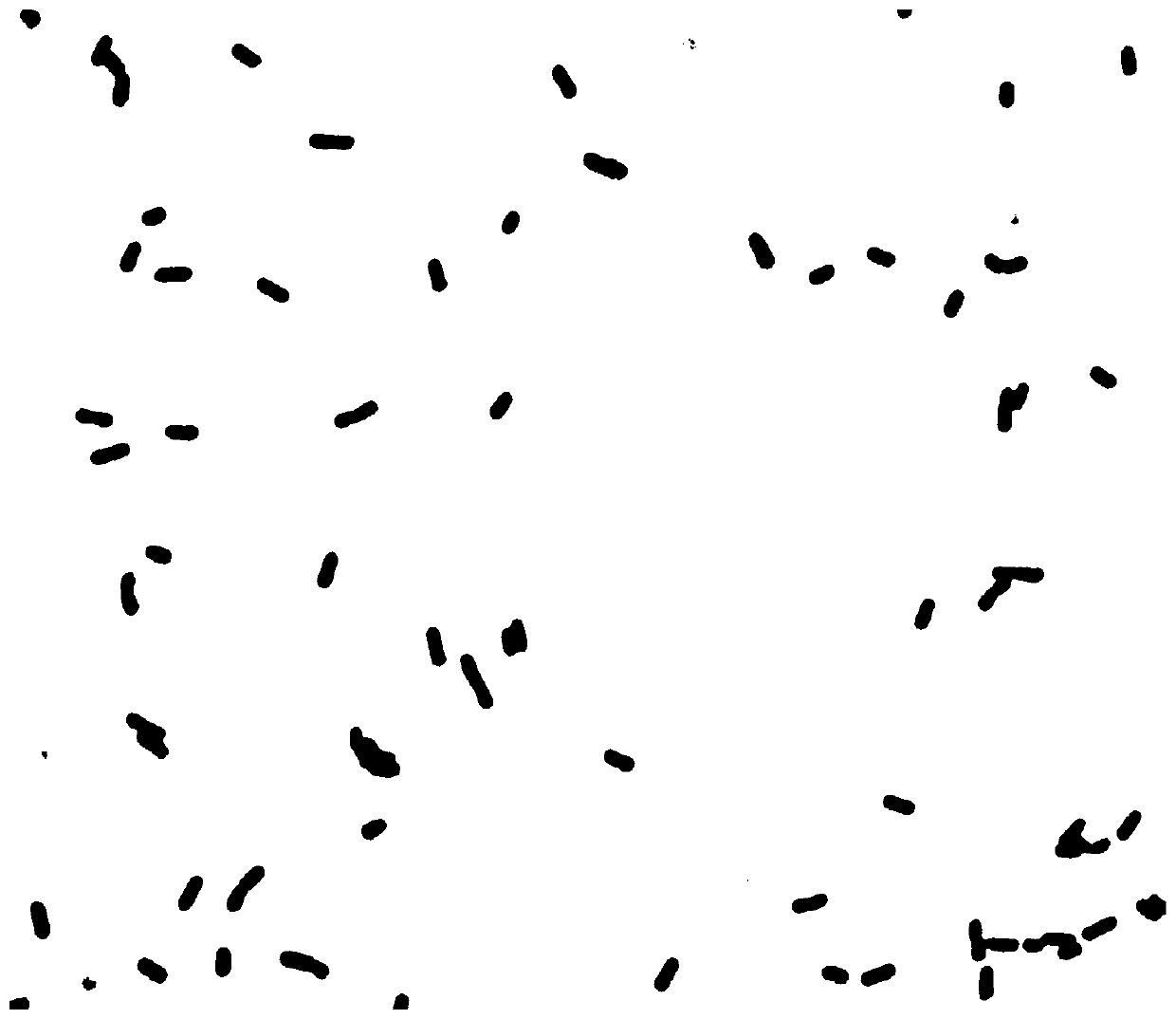 Composite lactobacillus inoculant and application thereof in buffalo silage