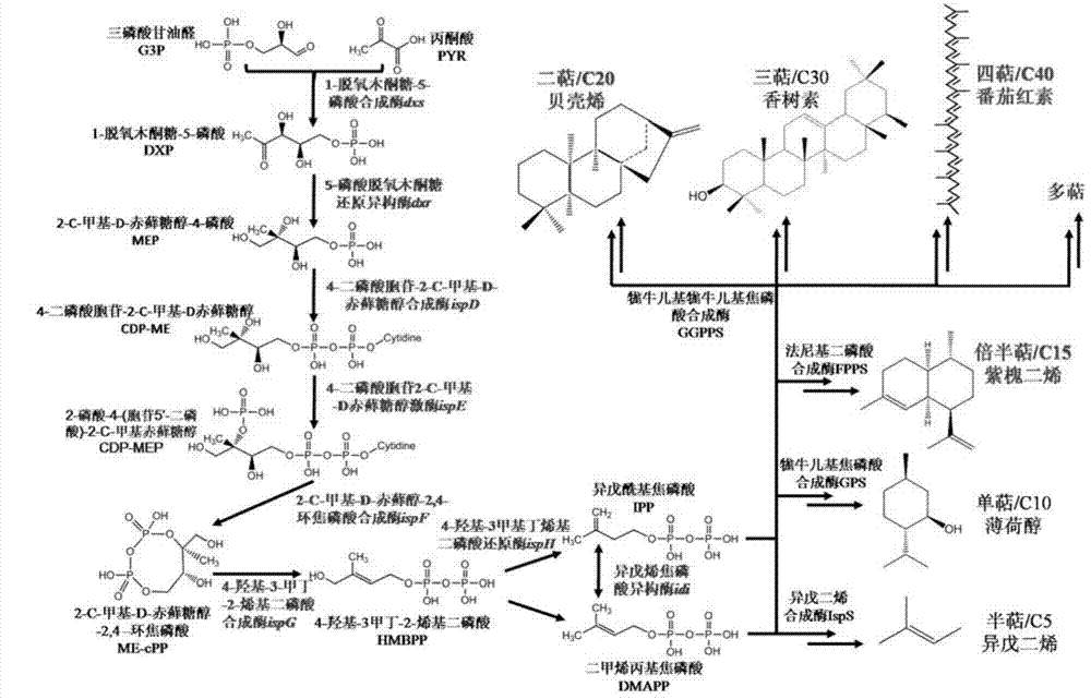 Recomposed escherichia coli base cell for efficient synthesis of terpene chemical compounds as well as preparation method and application thereof