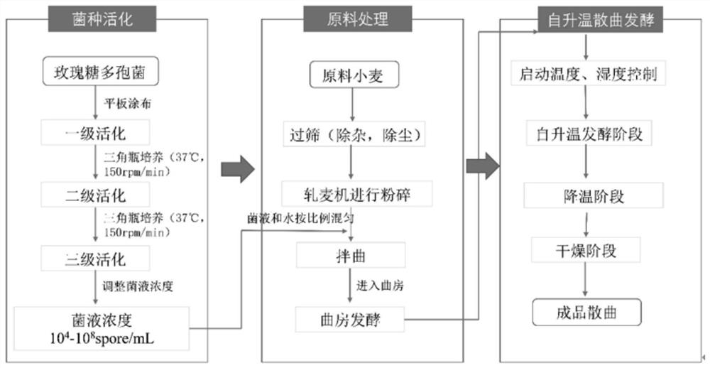 Preparation method and application of saccharopolyspora sp. Inoculated raw wheat koji for brewing food