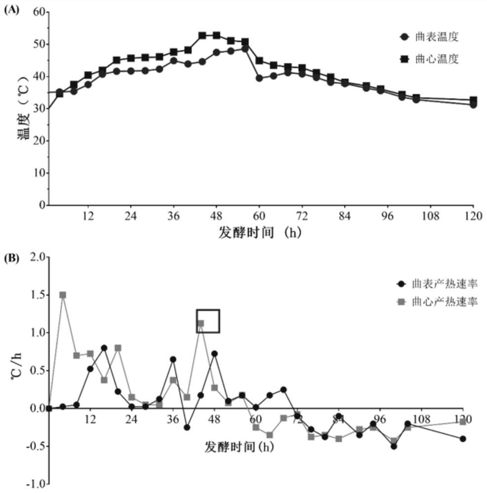 Preparation method and application of saccharopolyspora sp. Inoculated raw wheat koji for brewing food