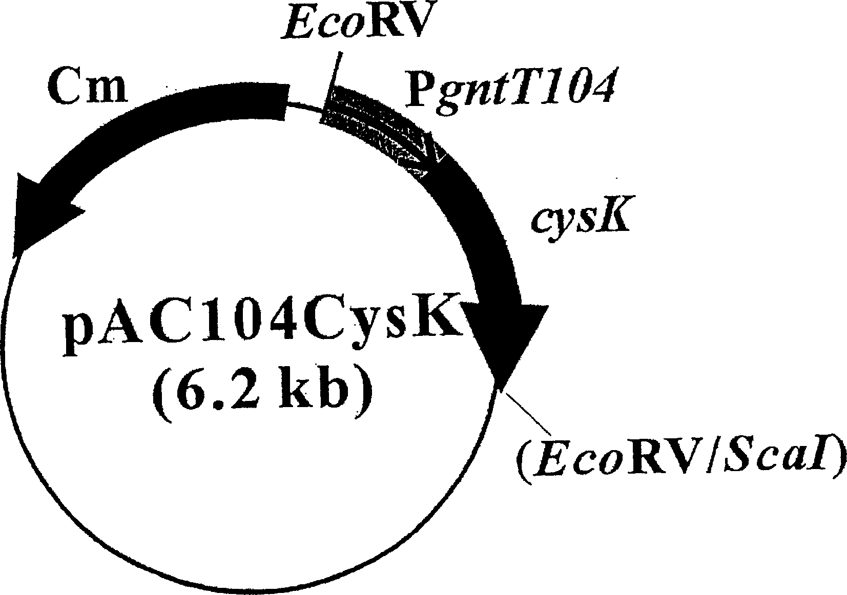 Process for preparing serine-rich protein employing cysteine synthase (cysk) gene