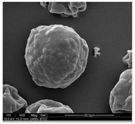 Preparation method of high-water-solubility rice protein