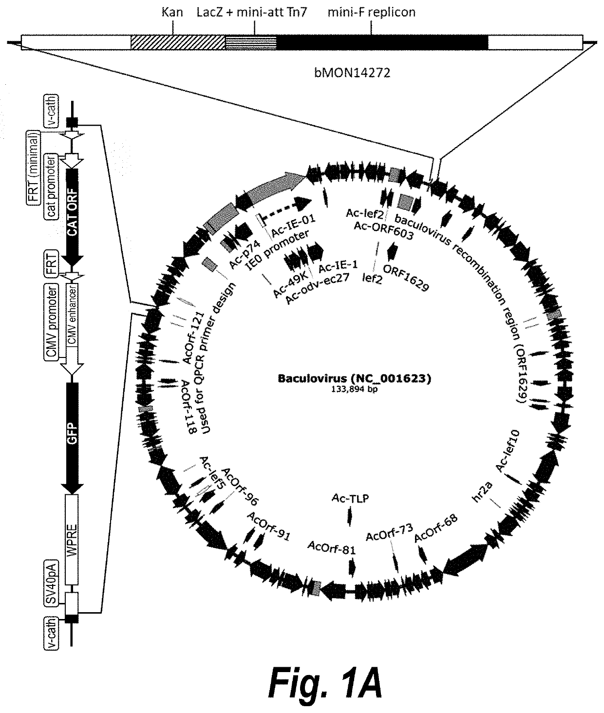 Baculovirus expression system