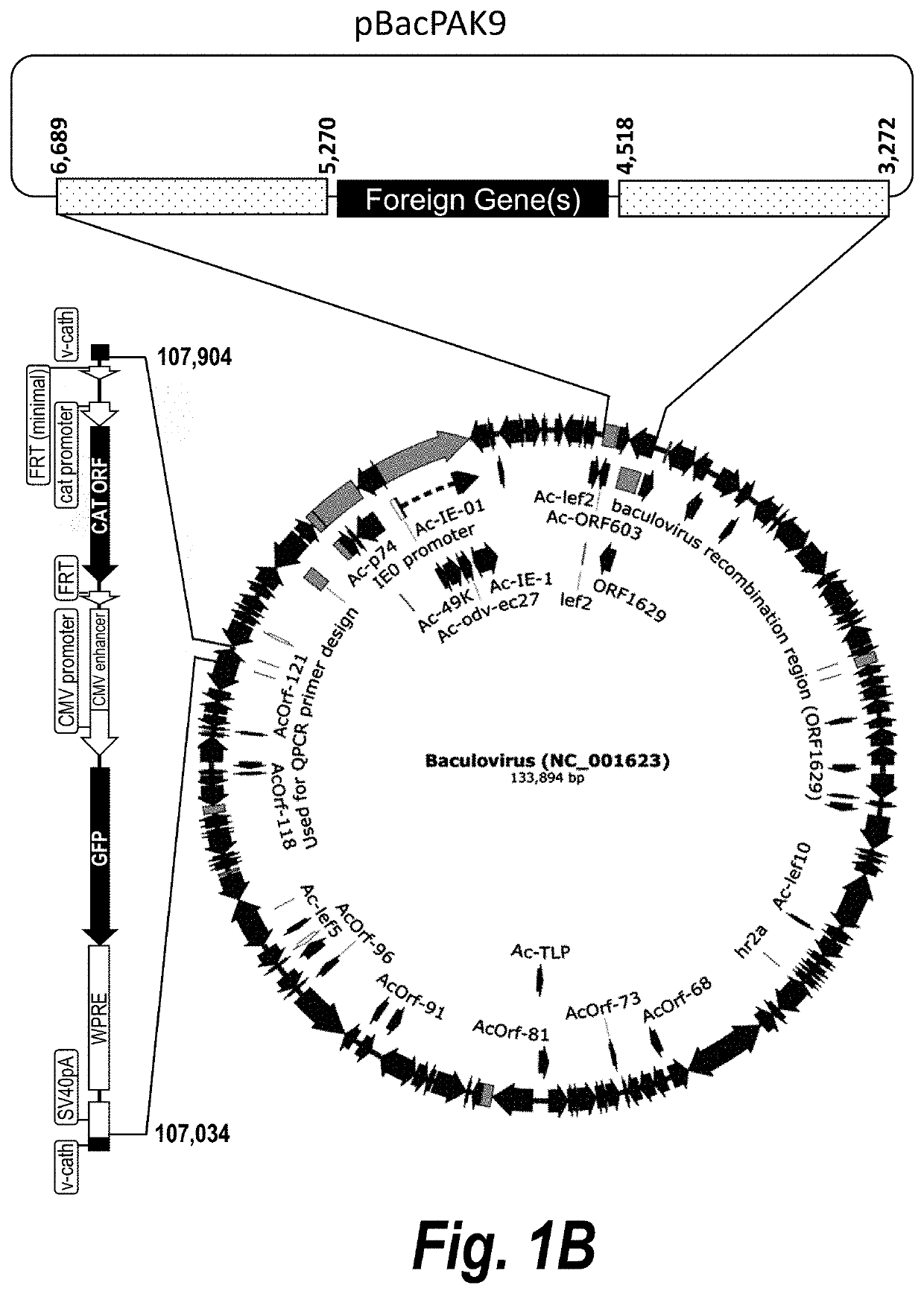 Baculovirus expression system