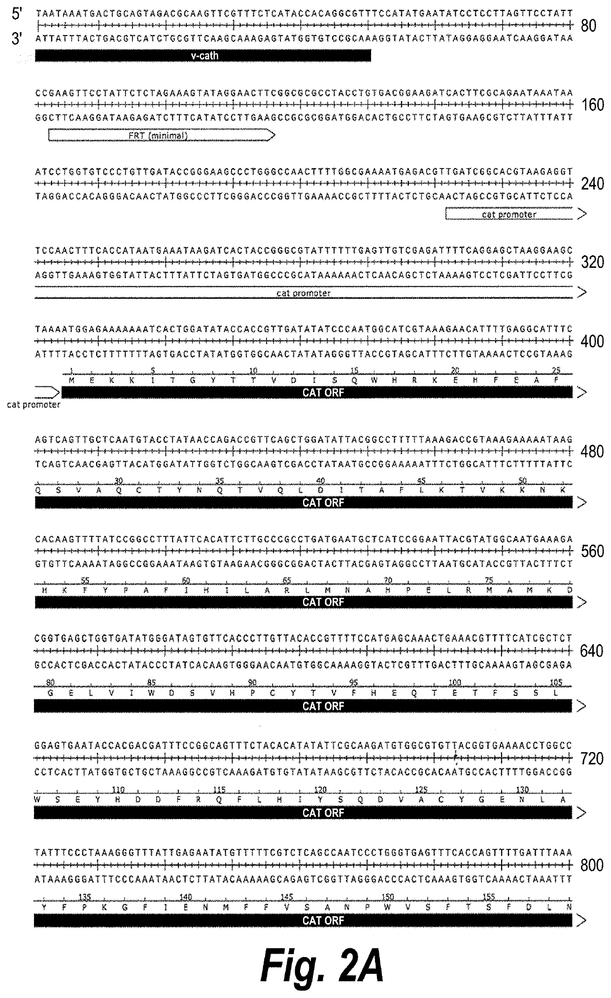 Baculovirus expression system