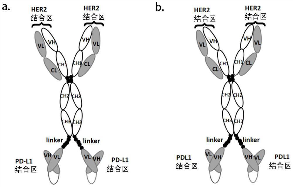 Anti-HER2/anti-PD-L1 bifunctional antibody and application thereof