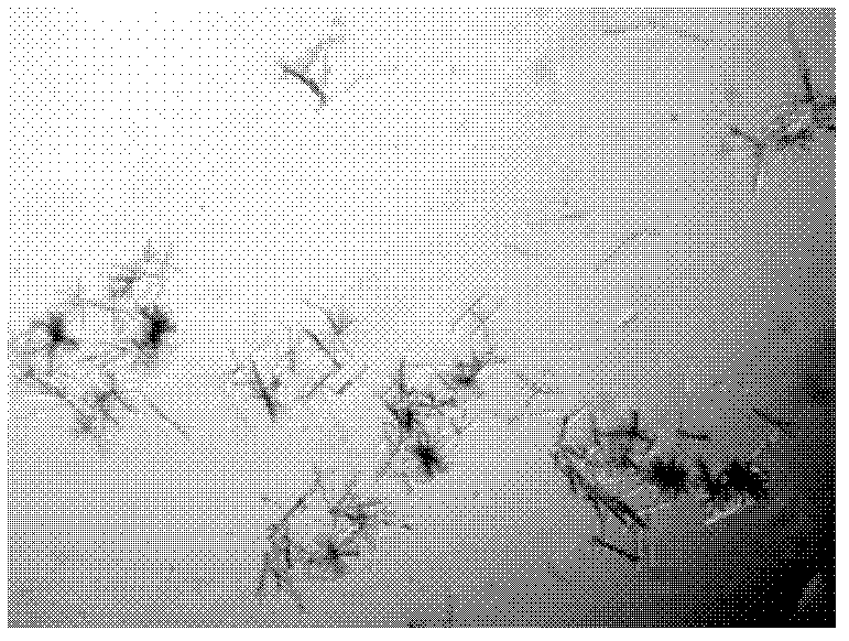 Preparation method of natamycin flaky crystal