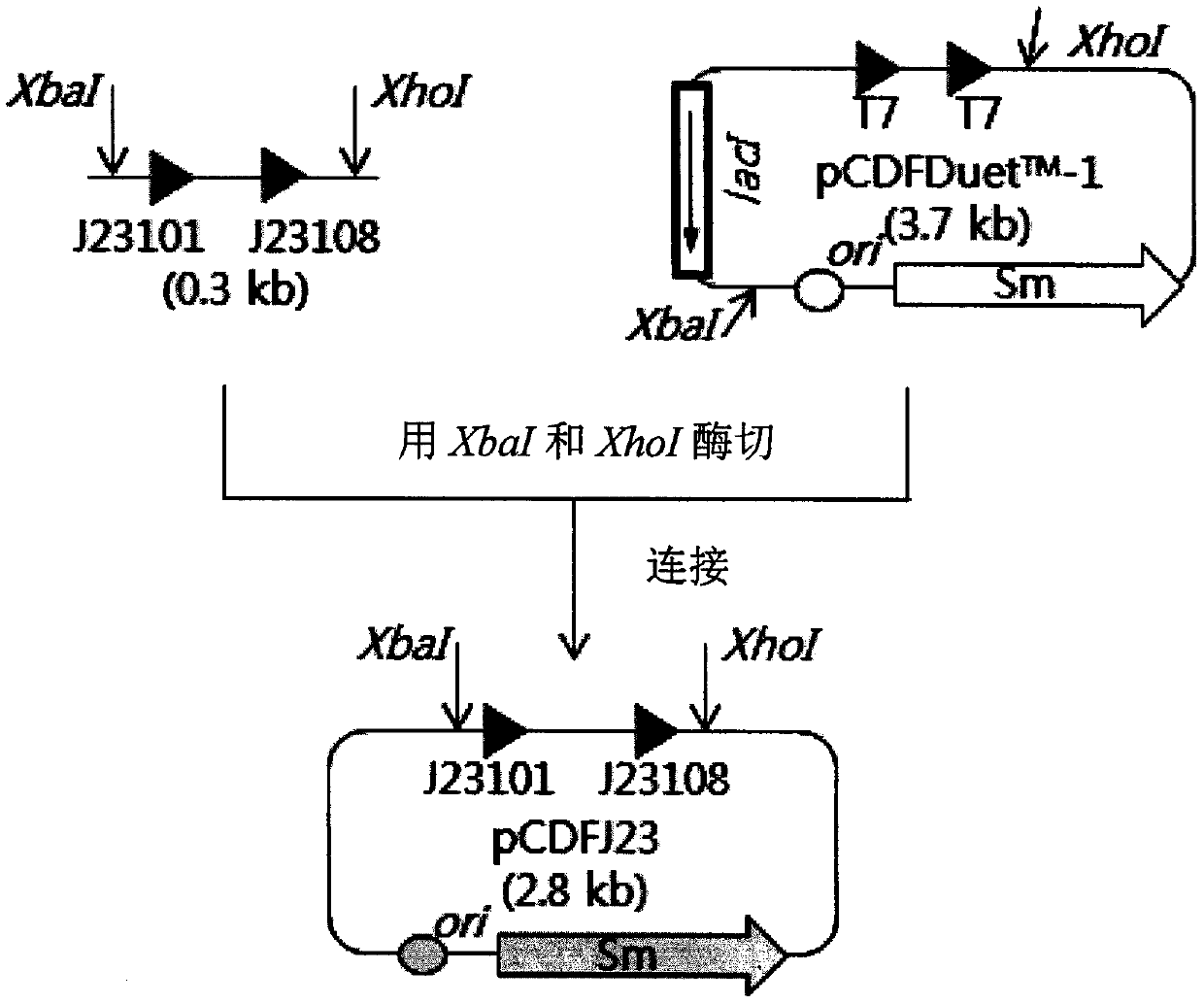 Poly(3-hydroxypropionate-b-lactate) block copolymer using microorganisms