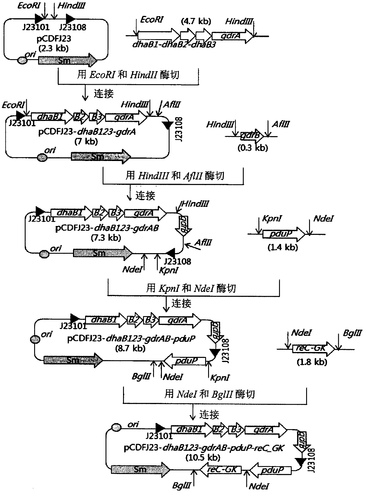 Poly(3-hydroxypropionate-b-lactate) block copolymer using microorganisms