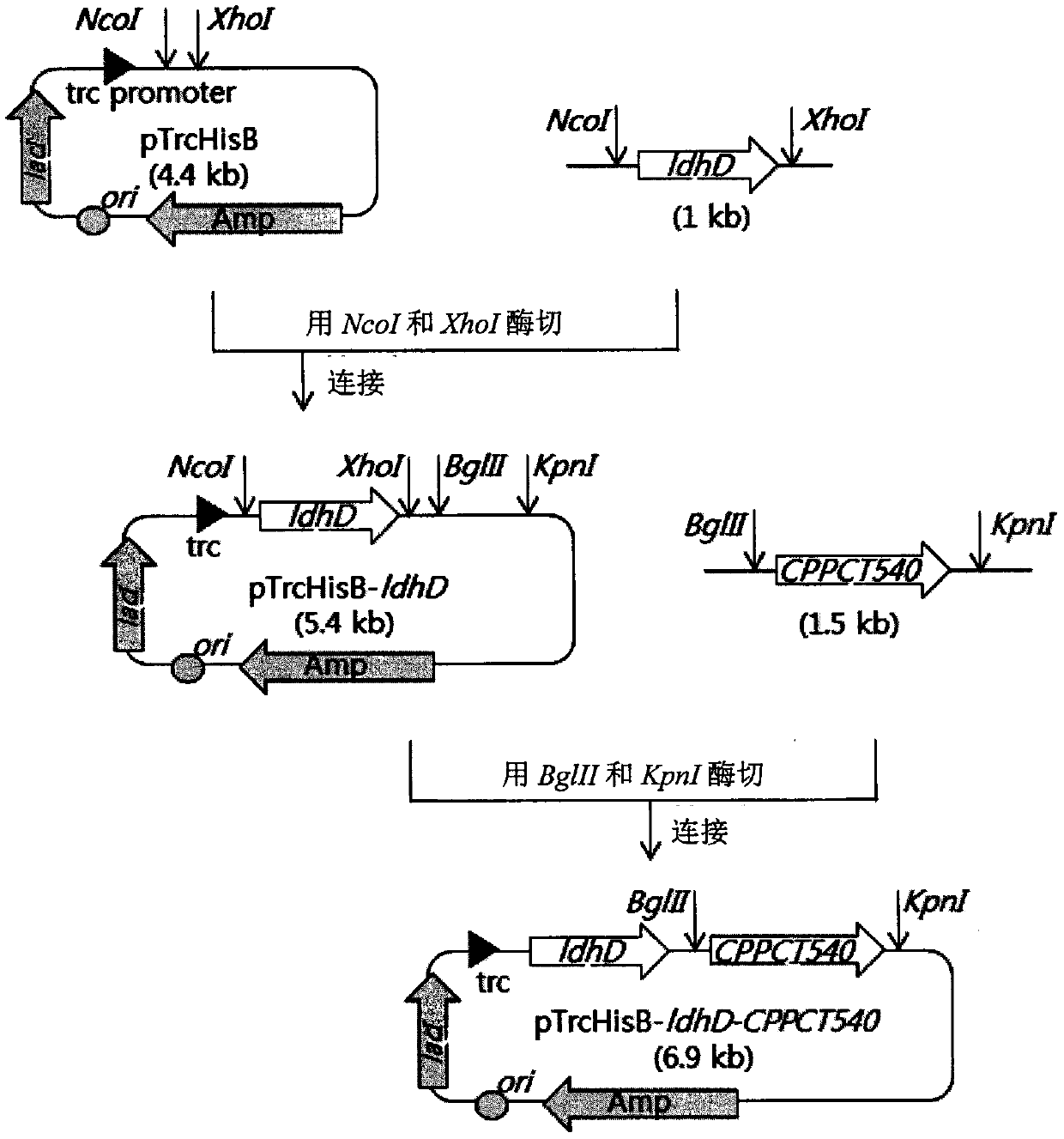 Poly(3-hydroxypropionate-b-lactate) block copolymer using microorganisms