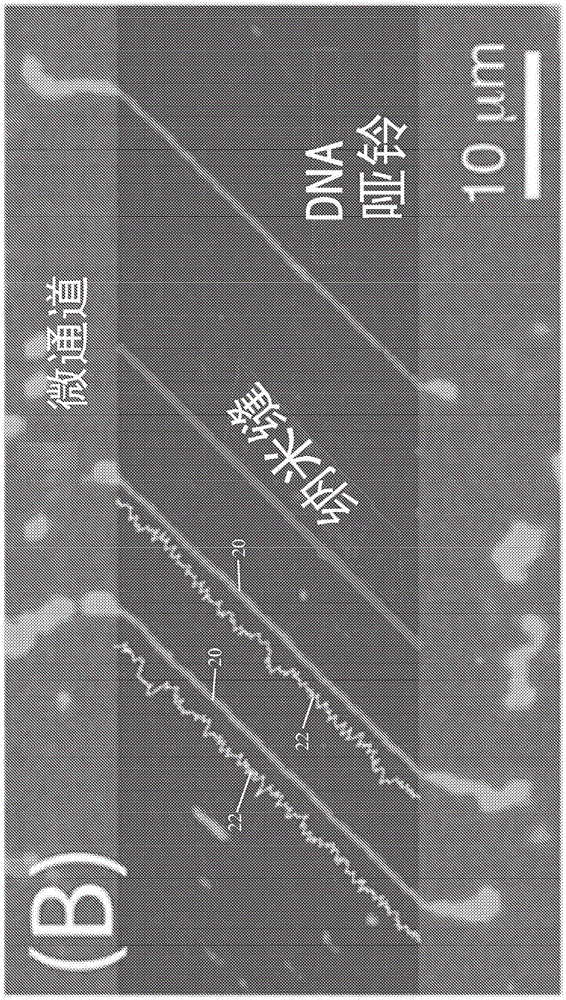 System and method for presenting large DNA molecules for analysis