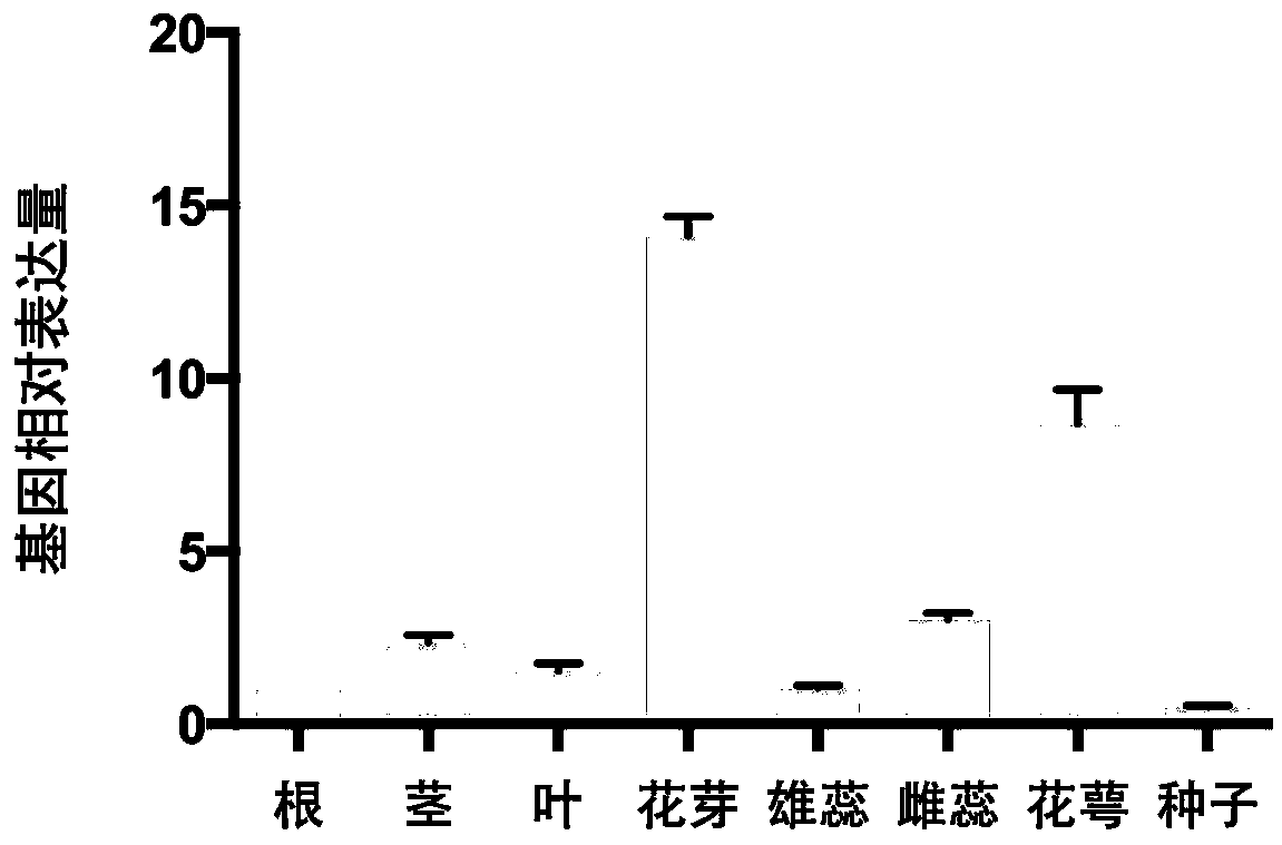 Slowly activating anion channel homologue NtSLAH5 for tobaccos and application of NtSLAH5