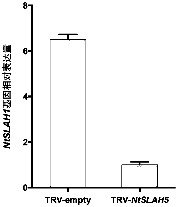 Slowly activating anion channel homologue NtSLAH5 for tobaccos and application of NtSLAH5