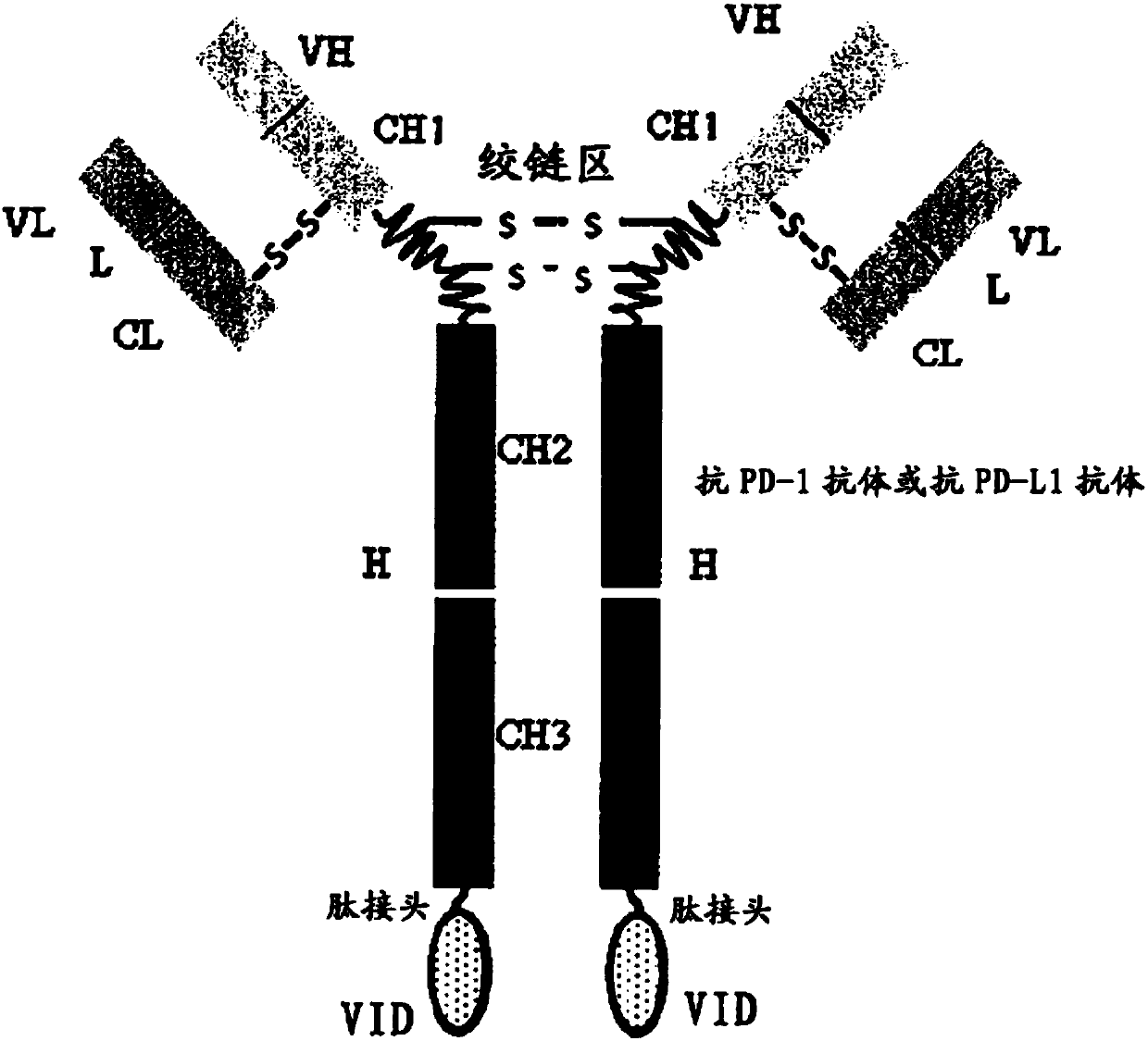 Double-targeted fusion protein of target programmed death-1 (PD-1) or target programmed death-1 ligand (PD-L1) and a target vascular endothelial cell growth factor (VEGF) family, and application of double-targeted fusion protein