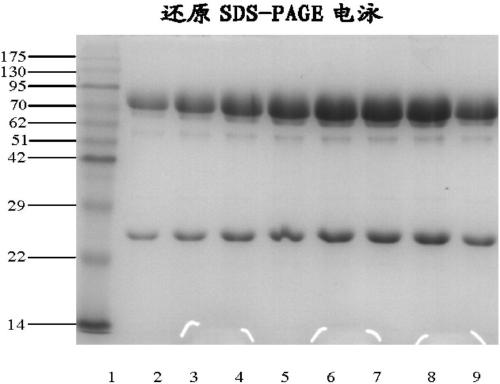 Double-targeted fusion protein of target programmed death-1 (PD-1) or target programmed death-1 ligand (PD-L1) and a target vascular endothelial cell growth factor (VEGF) family, and application of double-targeted fusion protein