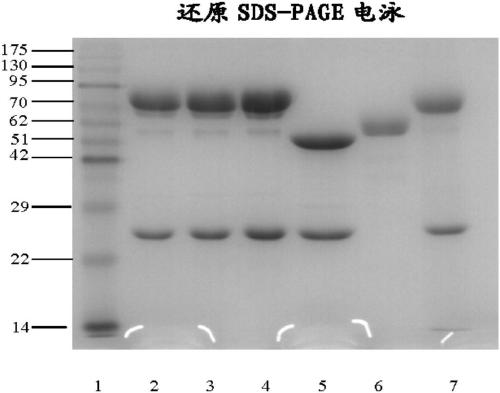 Double-targeted fusion protein of target programmed death-1 (PD-1) or target programmed death-1 ligand (PD-L1) and a target vascular endothelial cell growth factor (VEGF) family, and application of double-targeted fusion protein