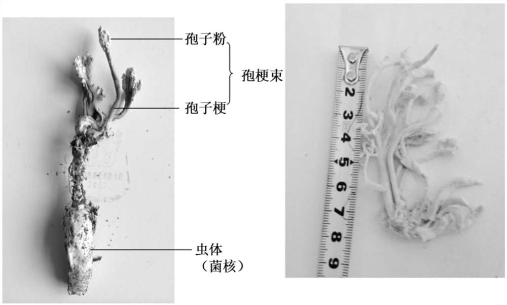 Drug compositions and applications that treat and prevent intestinal mucosal injury