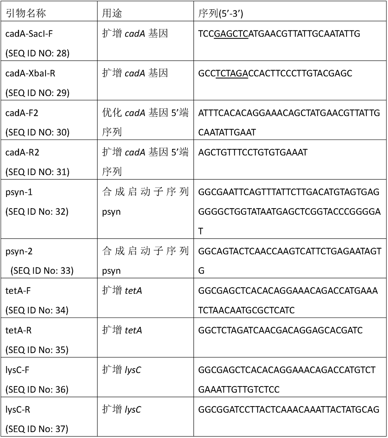 Lysine decarboxylase mutant and application thereof