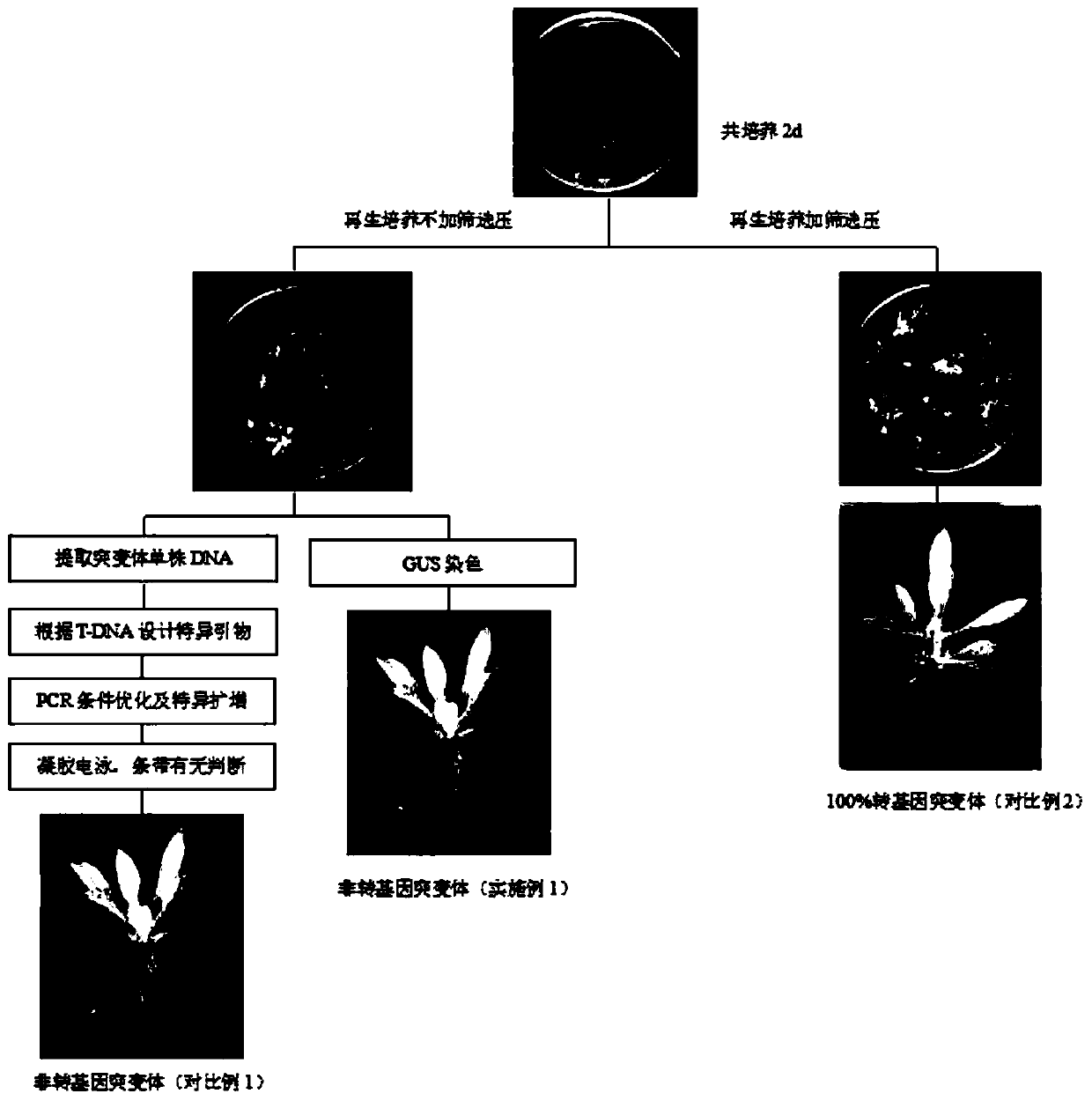 Method for efficiently screening out non-transgenic mutants in agrobacterium tumefacien mediated gene editing