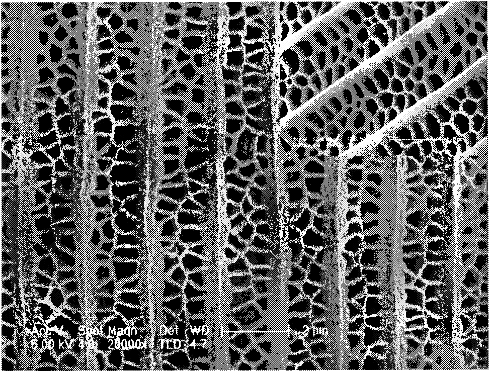 Preparation method of photocatalysis materials of biomorphic fine hiberarchy