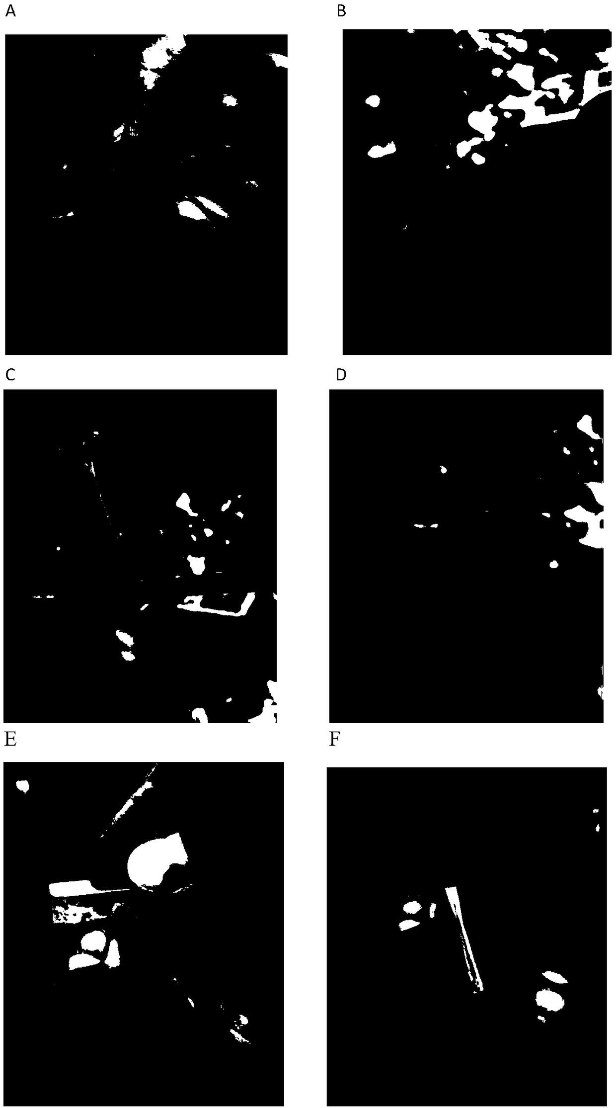 Ormosia henryi grafting method