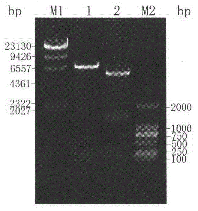 A construction method and application of high-yielding γ-aminobutyric acid recombinant E. coli/pet-28a-lpgad