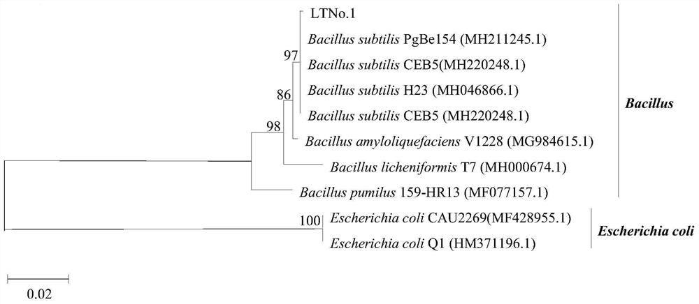 A kind of bacterial strain, bacterial agent and application