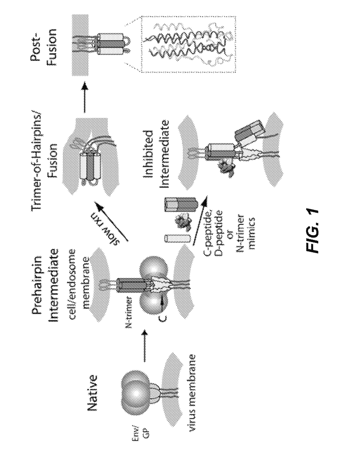 Ebolavirus pre-hairpin intermediate mimics and methods of use